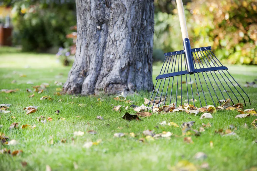 raking after a rain storm