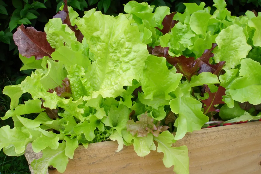 fresh lettuce in a wood planter