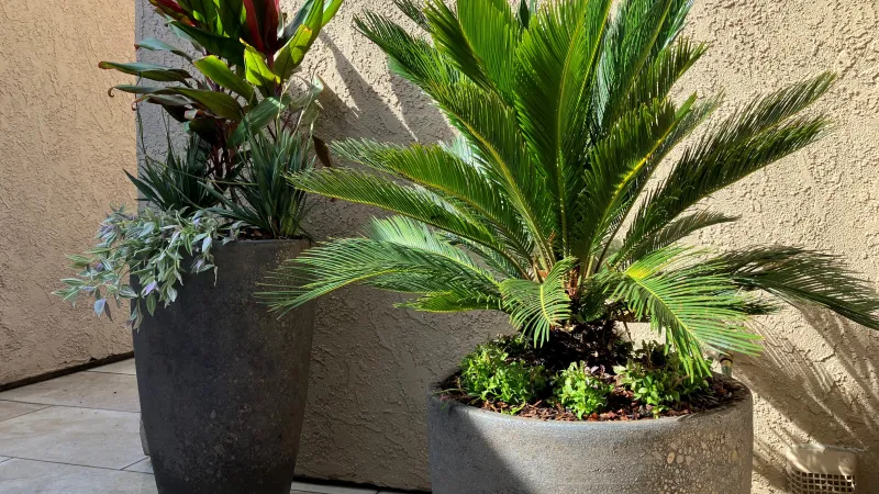 A beautiful combination of potted plants in this patio area. 