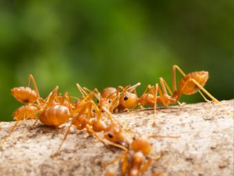 Fire Ants