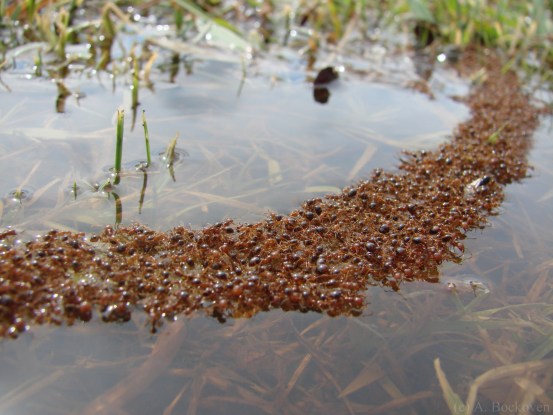 fire ant raft