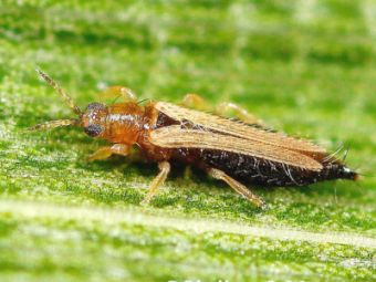 Intonsa flower thrips