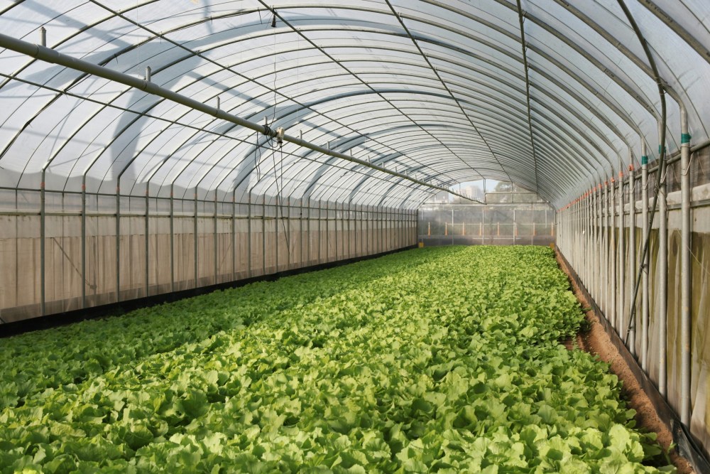 Nursery Image