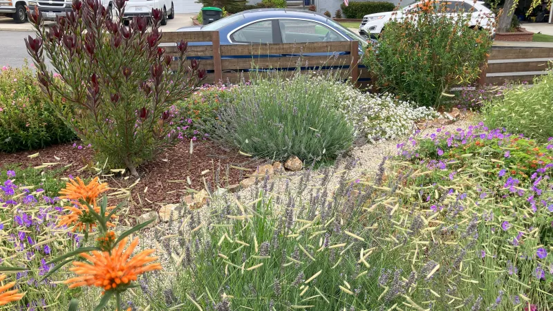 Colorful drought tolerant garden.