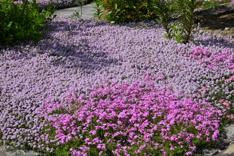 Dense ground cover of vibrant pink and light purple flowers in a garden bed with green foliage and stone edges.
