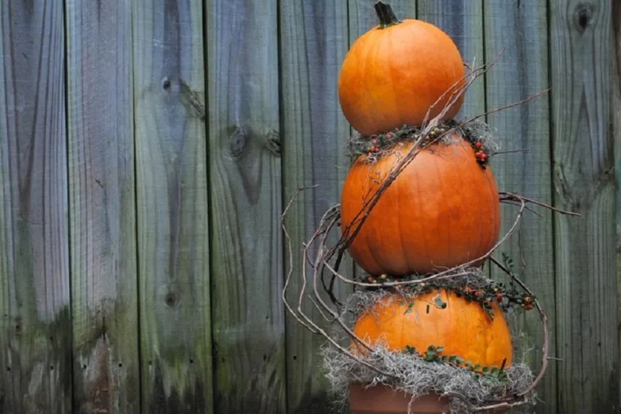 pumpkin topiary using orange pumpkins and moss
