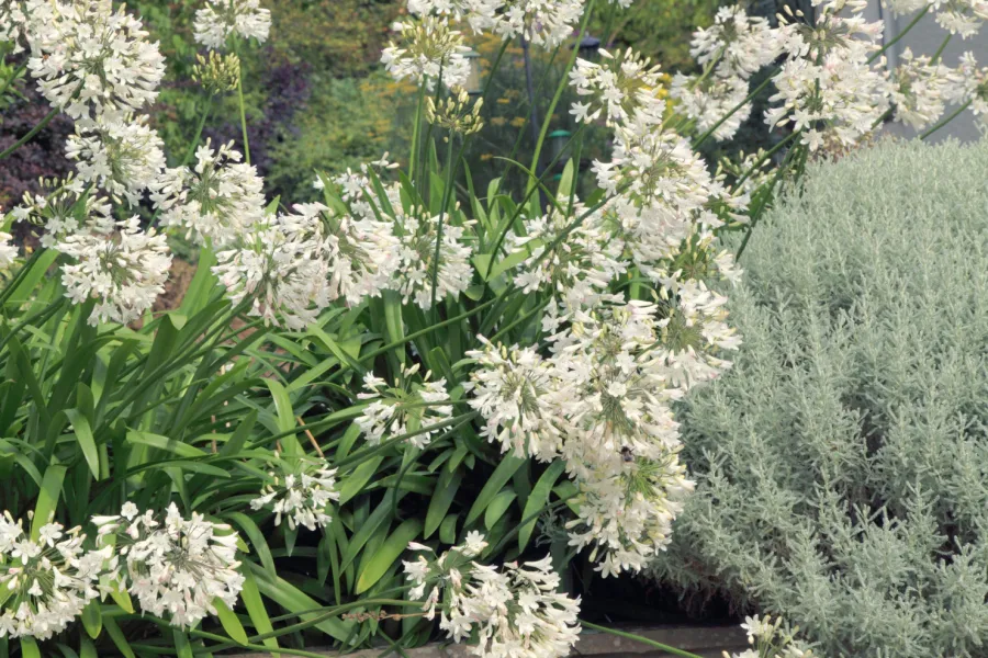 white agapanthus in a moon garden