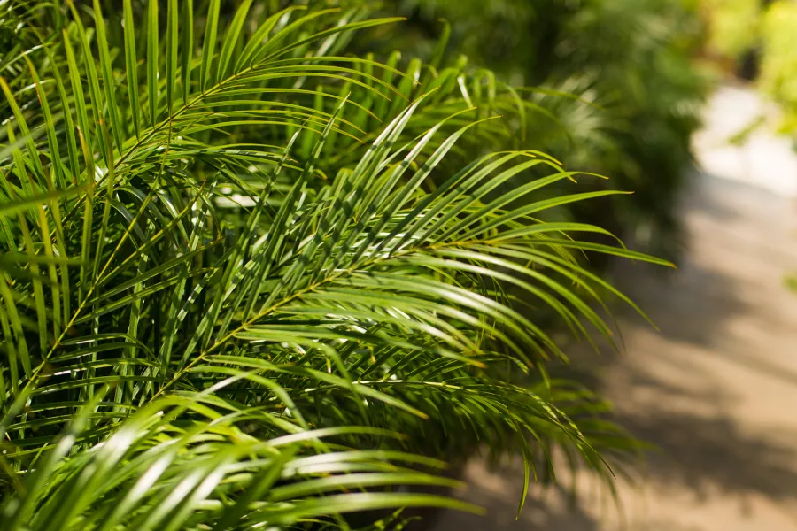 green palm at Armstrong Nursery california